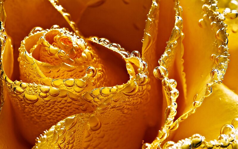 Golden rose with water droplets