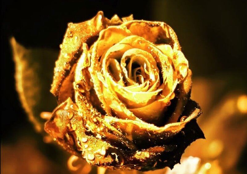golden rose with water droplets