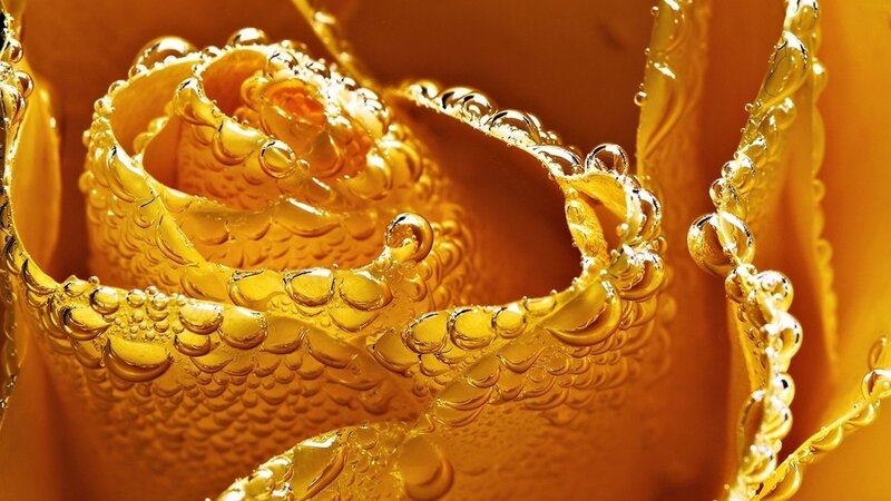 Golden Rose with Water Droplets — Gold, Dramatic, Photograph