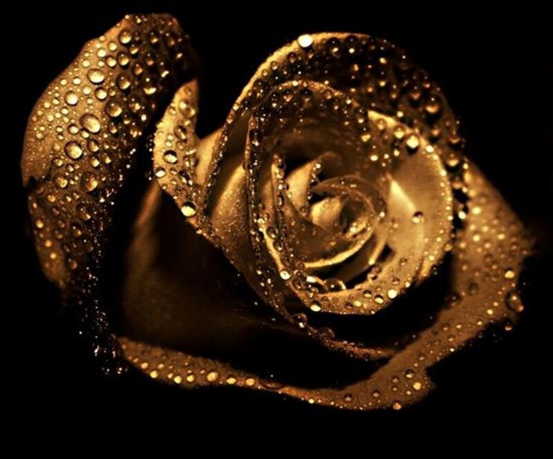 Golden Rose with Water Droplets — Gold, Dramatic