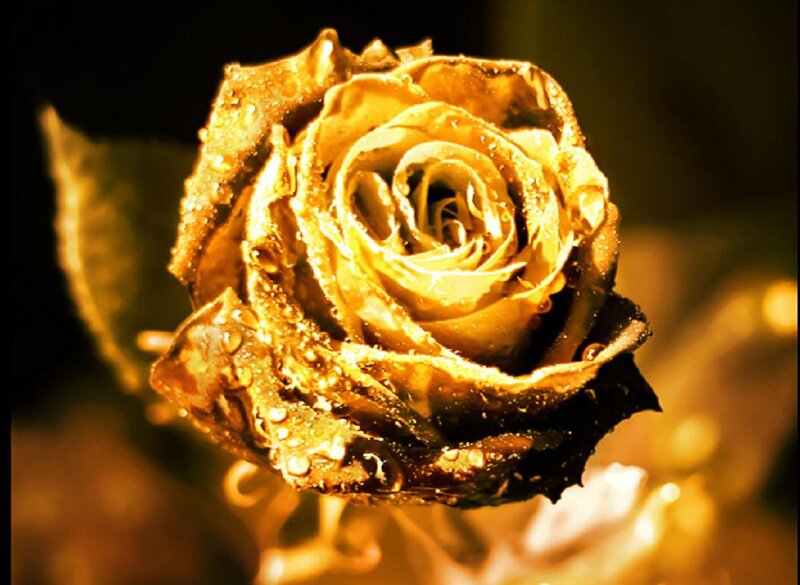 Golden Rose with Water Droplets — Gold