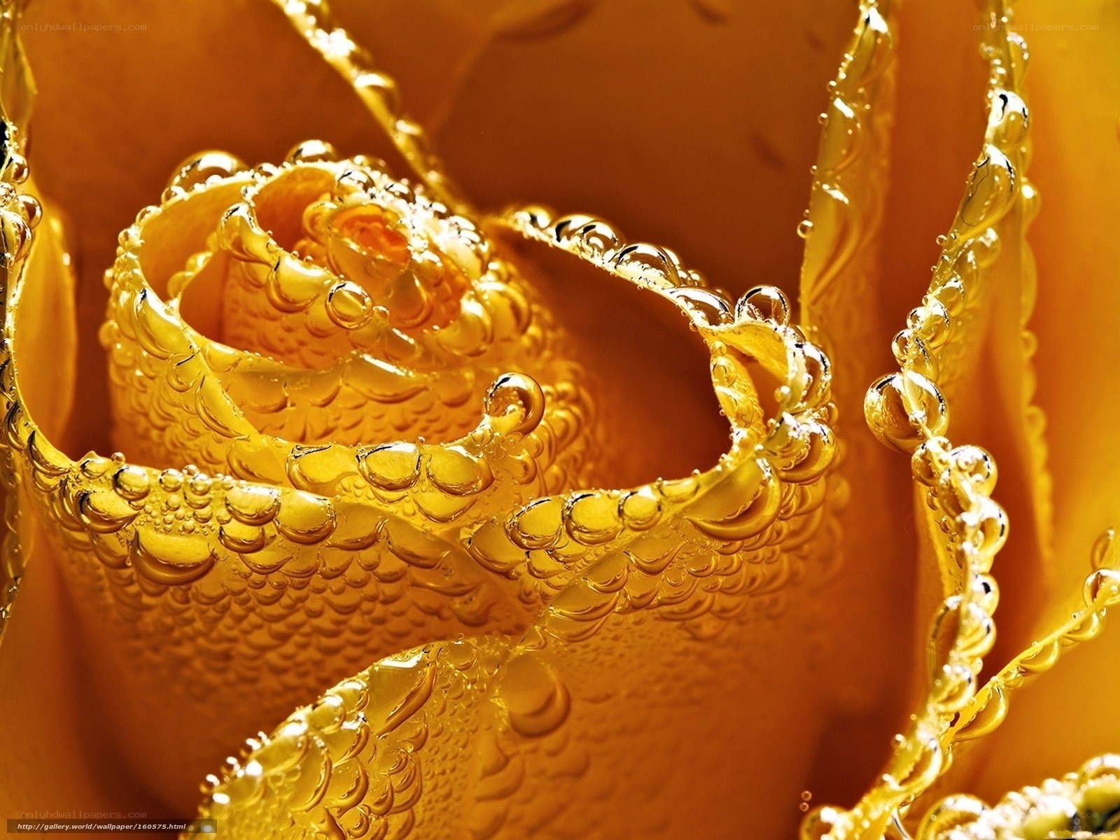 Golden rose with water droplets