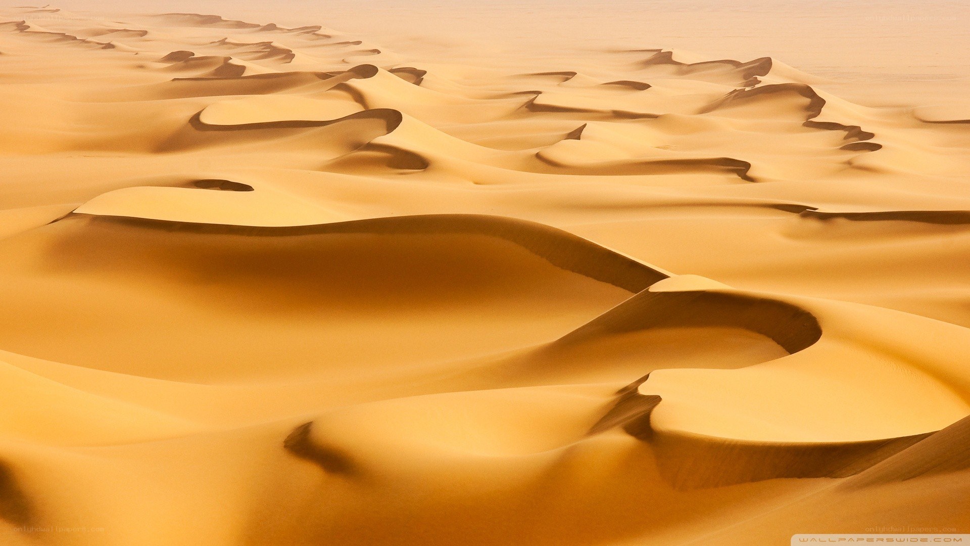 Golden sand dunes landscape