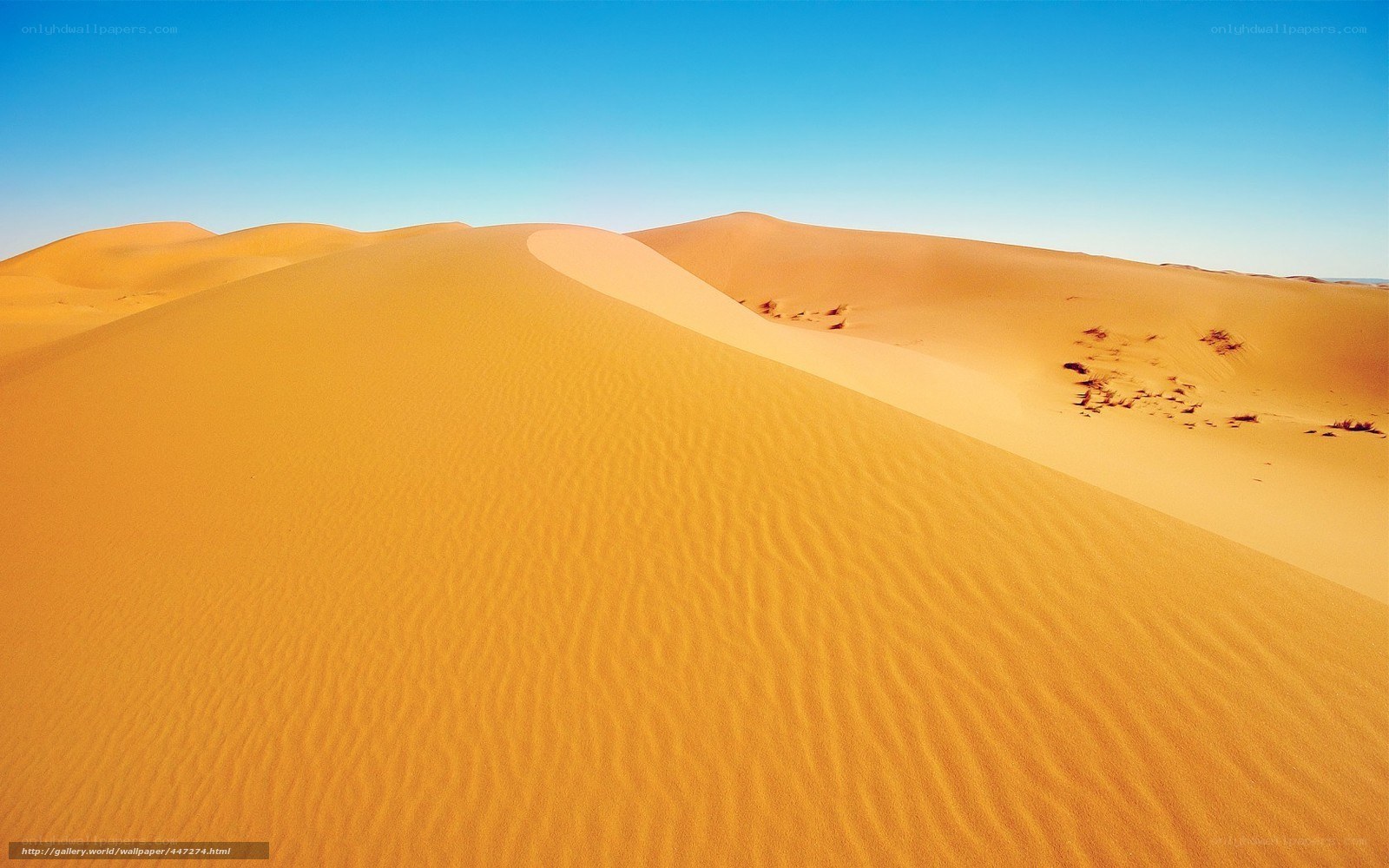 Golden sand dunes under blue sky