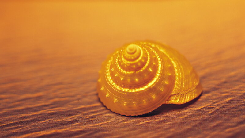 Golden Seashell — Gold