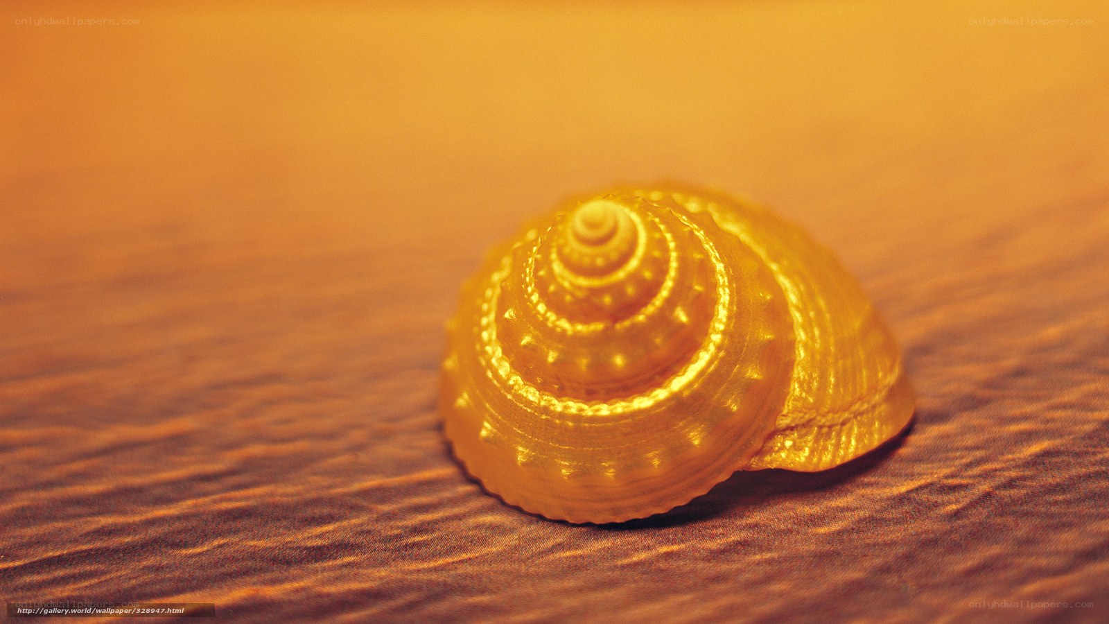 Golden shell on wooden surface
