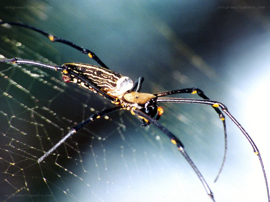 Golden silk orb-weaver spider
