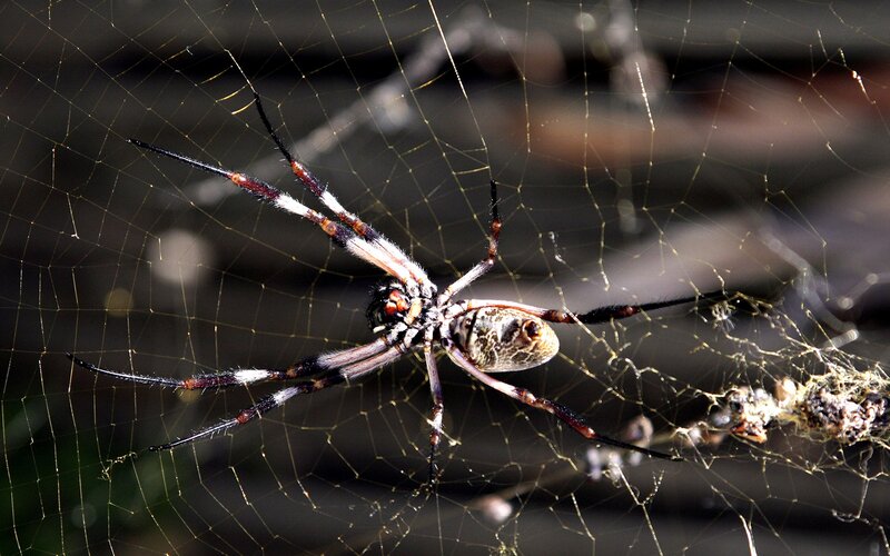 Golden Silk Spider — Black, Natural, Afternoon