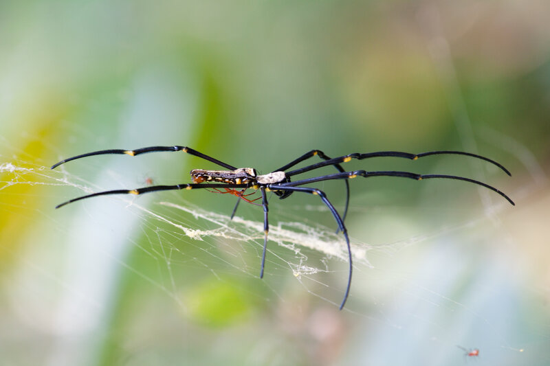 Golden Silk Spider — Black, Natural