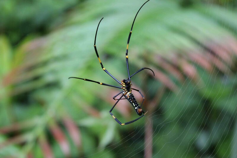 Golden Silk Spider — Black
