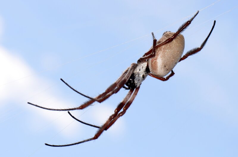 Golden Silk Spider — Blue