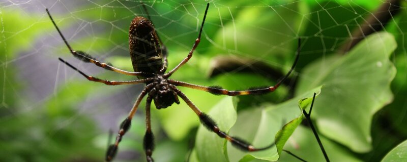 Golden Silk Spider — Green, Natural, Afternoon, Photograph