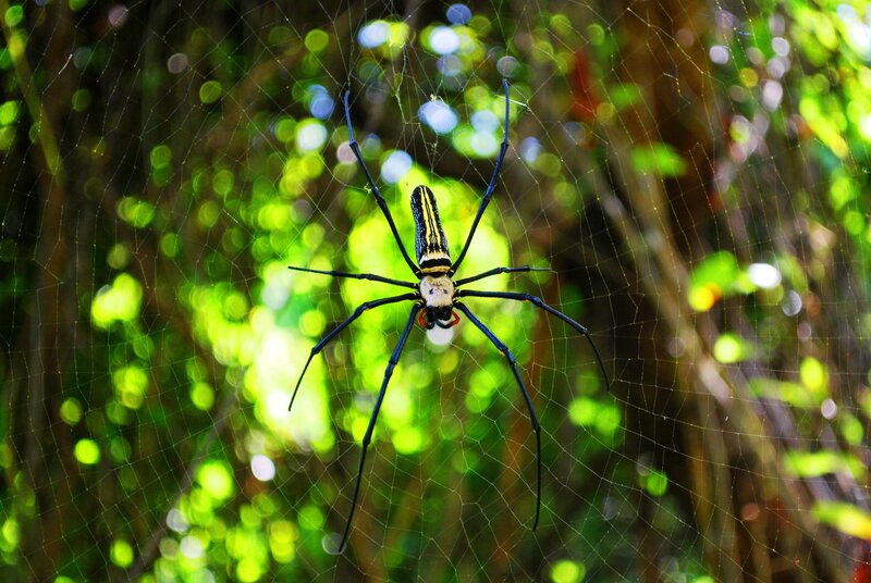 Golden Silk Spider — Green