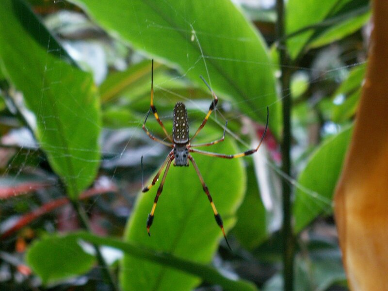 Golden Silk Spider