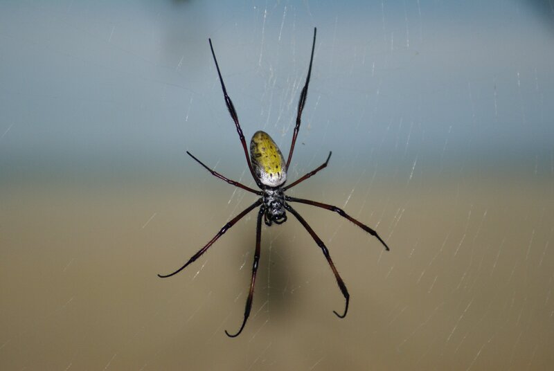 Golden Silk Spider — Yellow