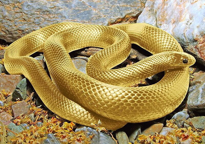 golden snake coiled on rocks