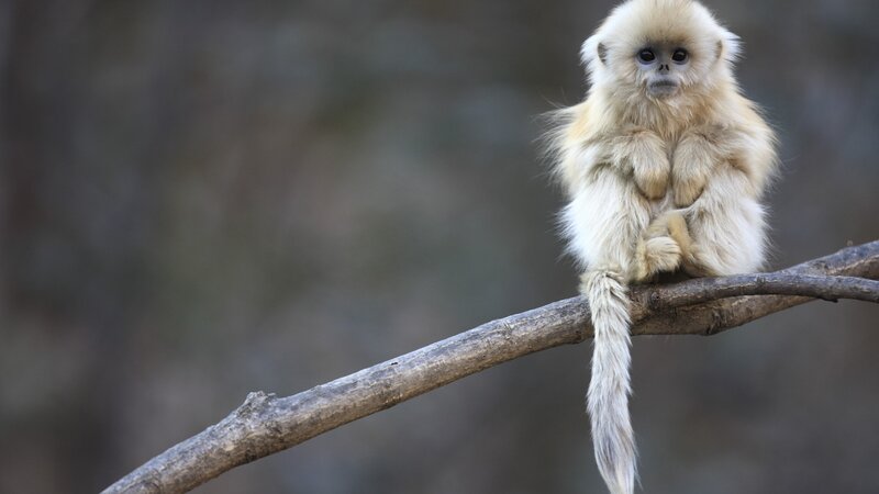Golden Snub-nosed Monkey — Beige