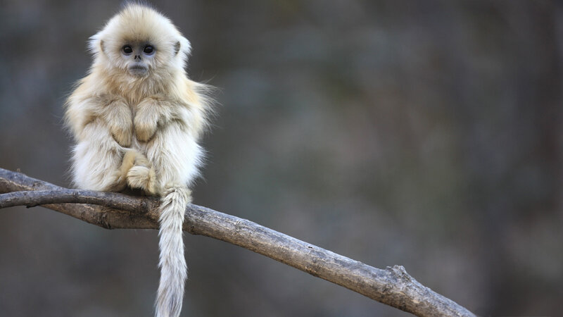 Golden Snub-nosed Monkey — Brown, Calm, Photograph