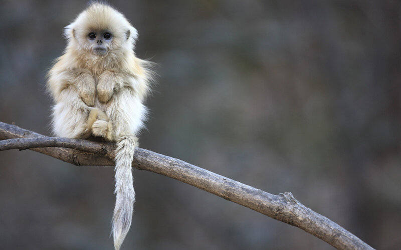 Golden Snub-nosed Monkey — Brown, Calm