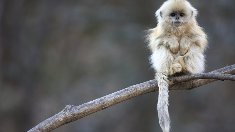 Golden Snub-nosed Monkey — Brown