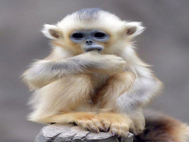Golden Snub-nosed Monkey — Gray
