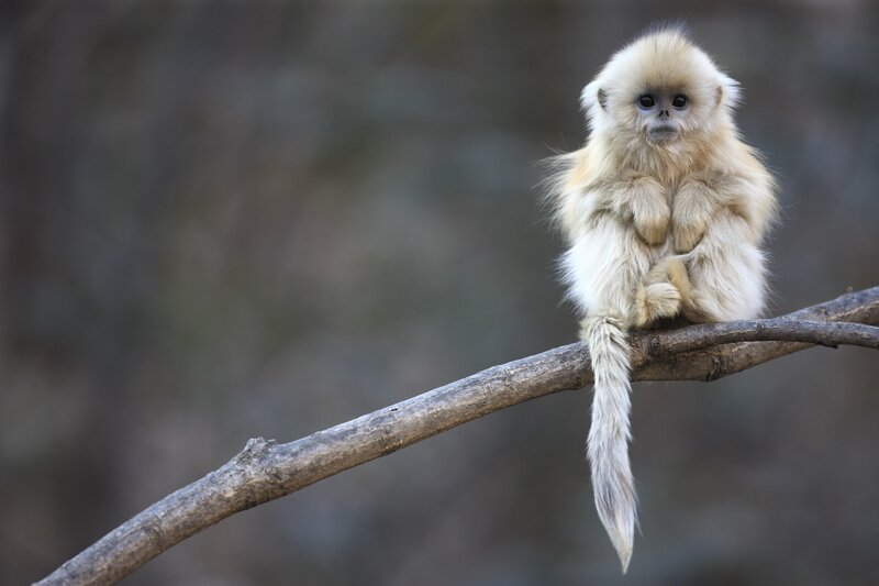 Golden snub-nosed monkey on branch