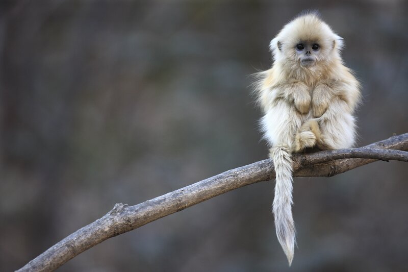 Golden snub-nosed monkey on branch