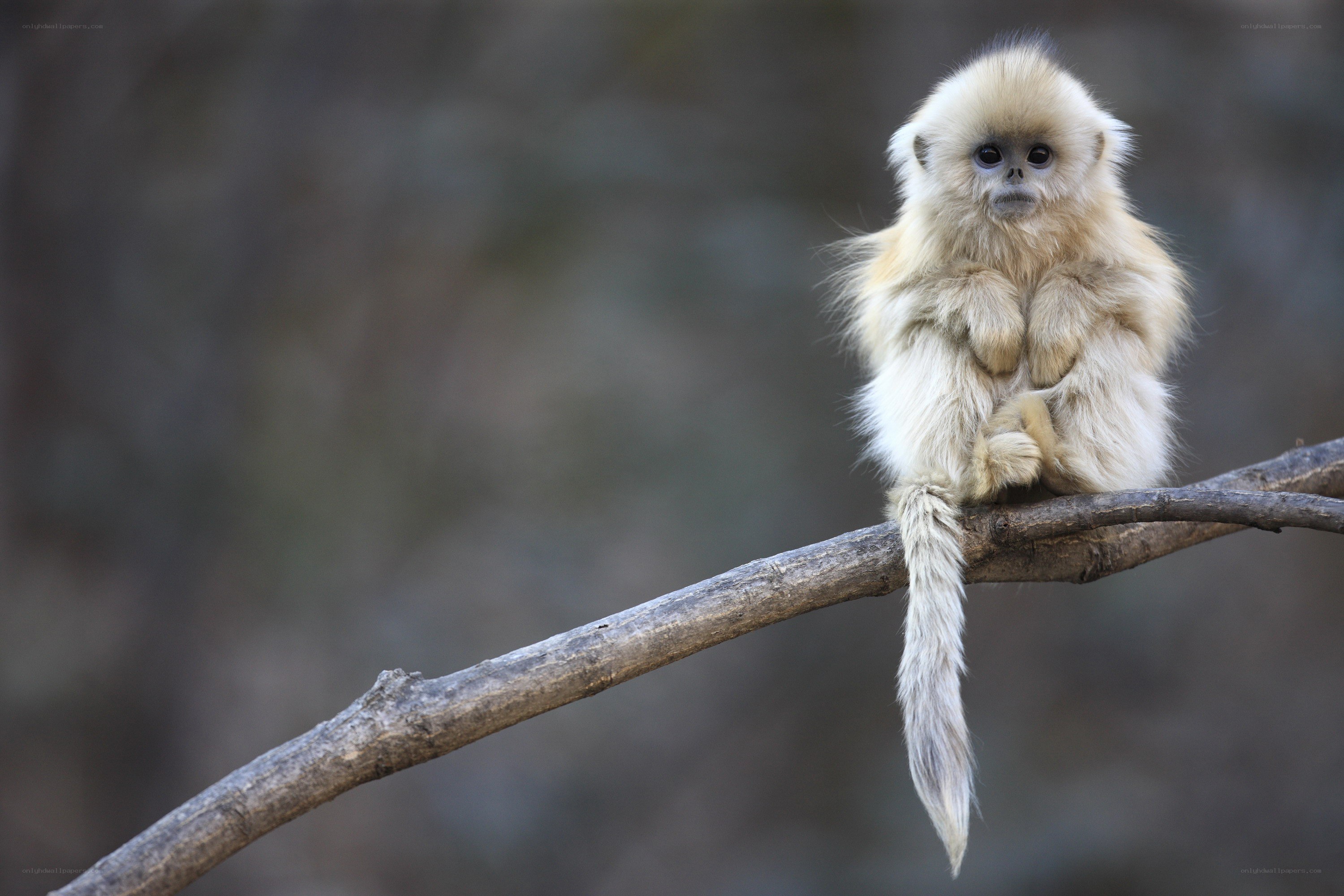 Golden snub-nosed monkey on branch