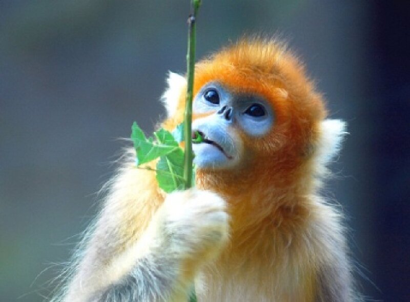 Golden Snub-nosed Monkey — Orange, Calm