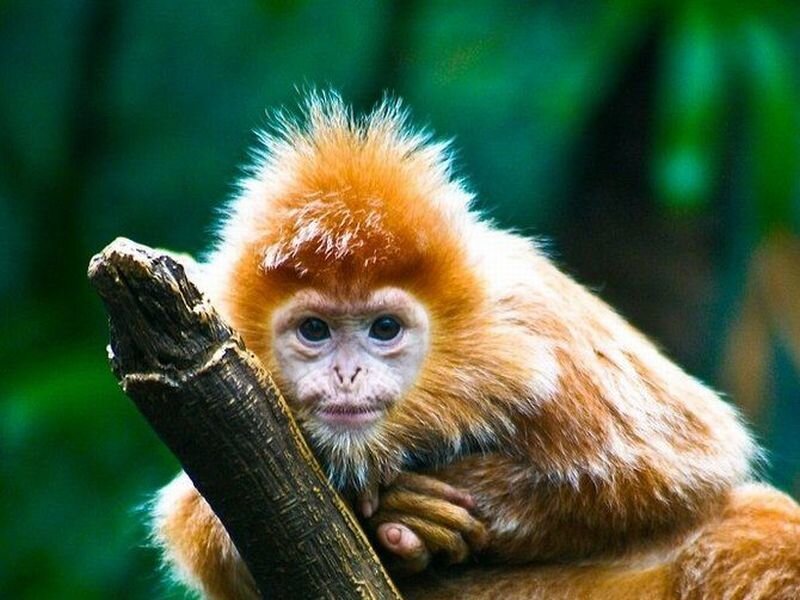 Golden Snub-nosed Monkey — Orange