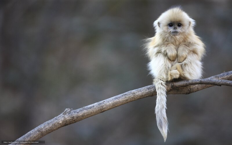 Golden snub-nosed monkey