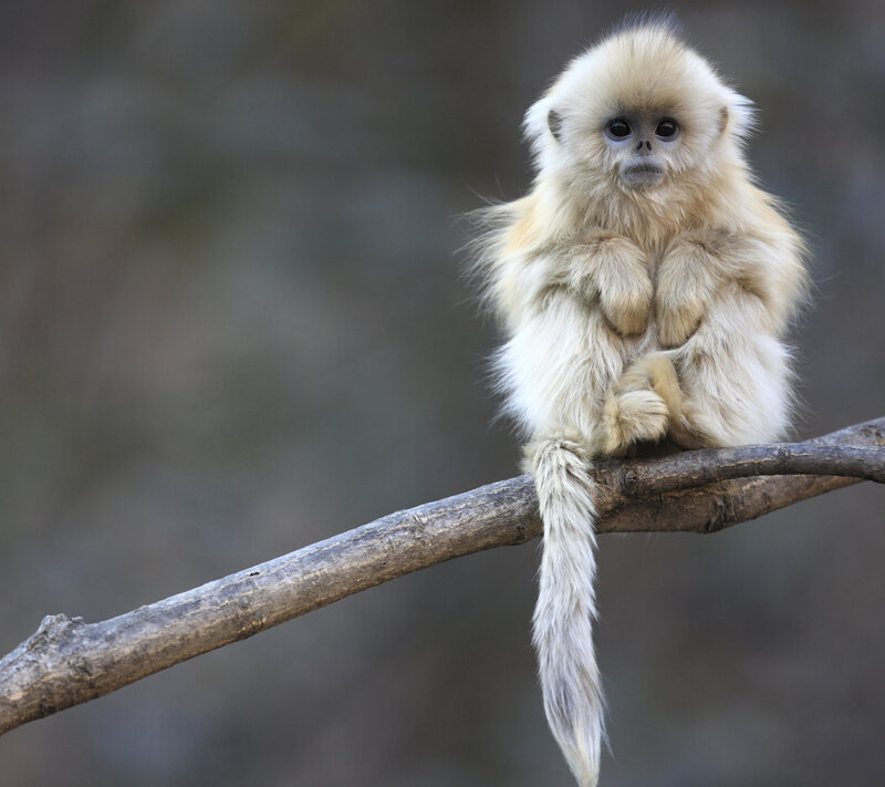 Golden Snub-nosed Monkey — White