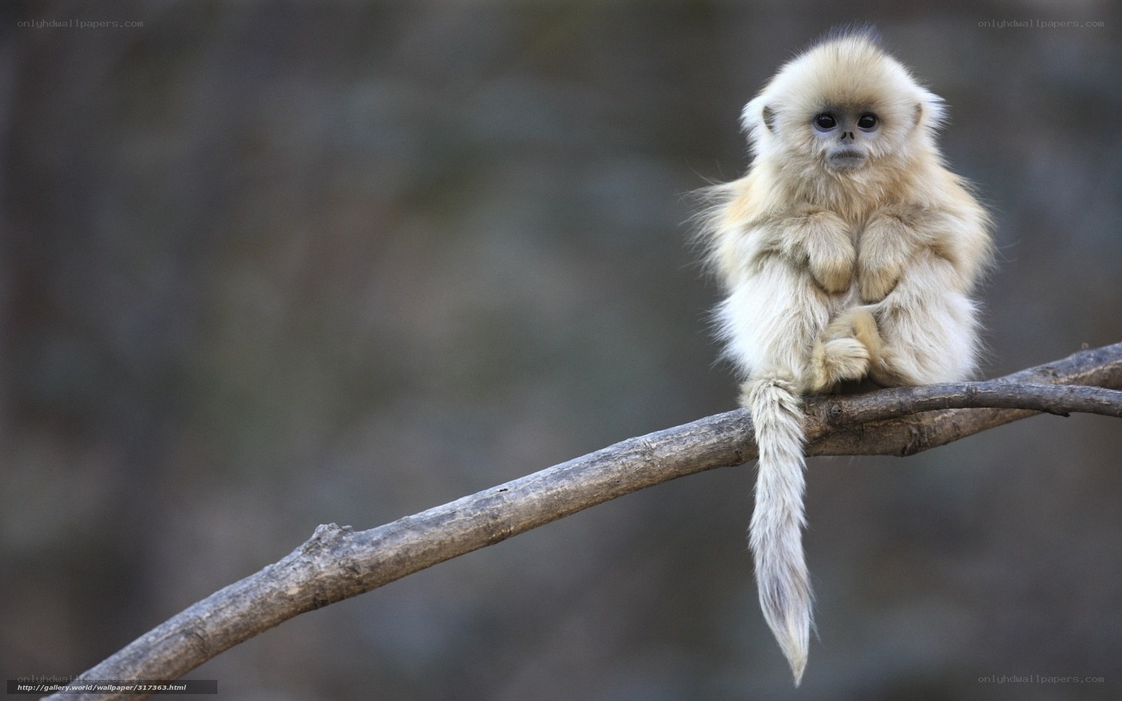 Golden snub-nosed monkey