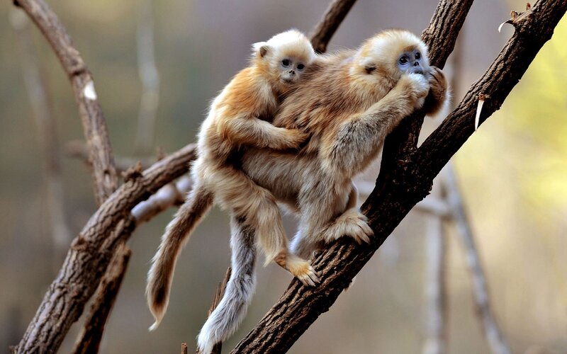 Golden Snub-nosed Monkeys — Brown, Calm