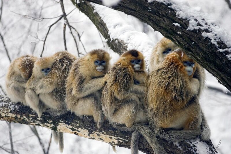 Golden Snub-nosed Monkeys — Brown