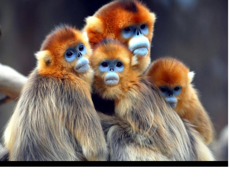 Golden Snub-nosed Monkeys