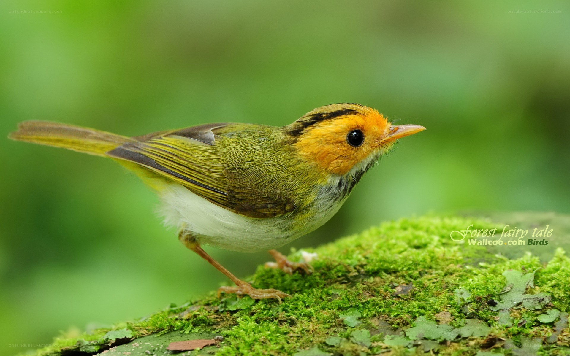 Golden-spectacled Warbler