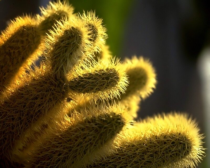 Golden Spiny Cactus