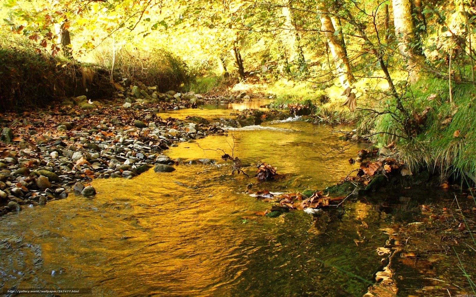 Golden Stream in Autumn Forest