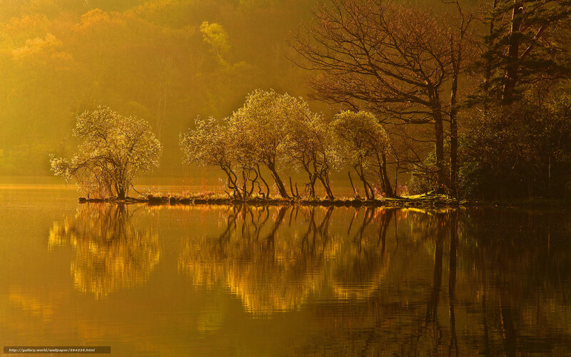 Golden sunrise over lake trees