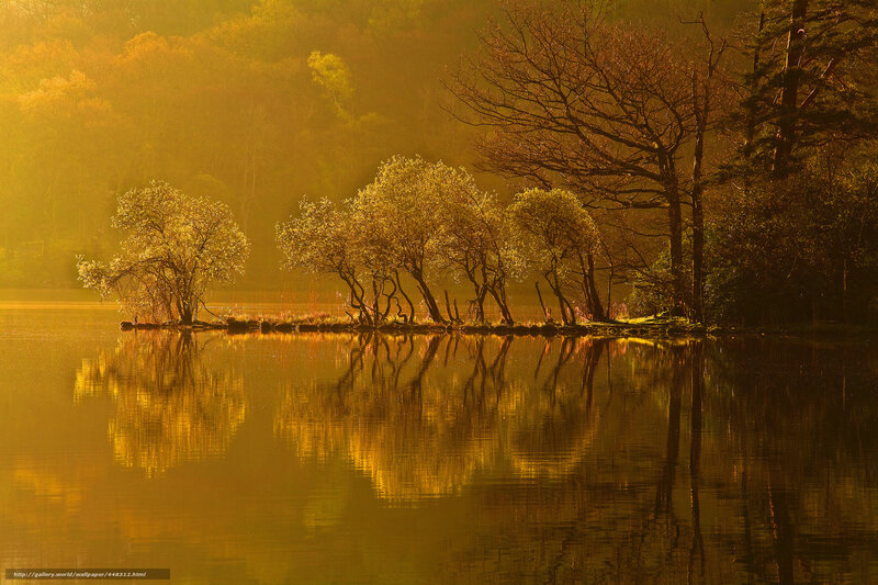 Golden sunrise over lake trees