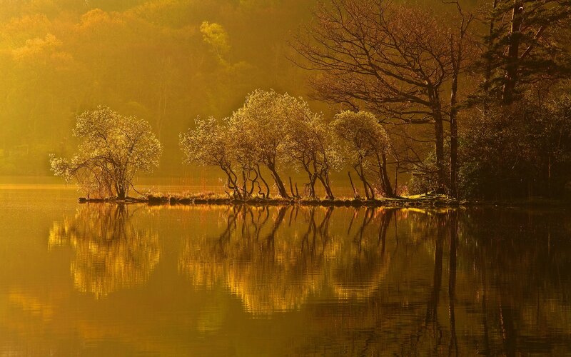Golden sunrise over lake trees