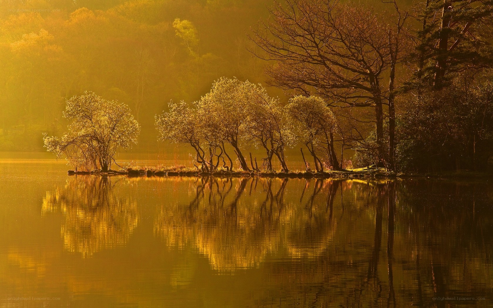 Golden sunrise over lake trees