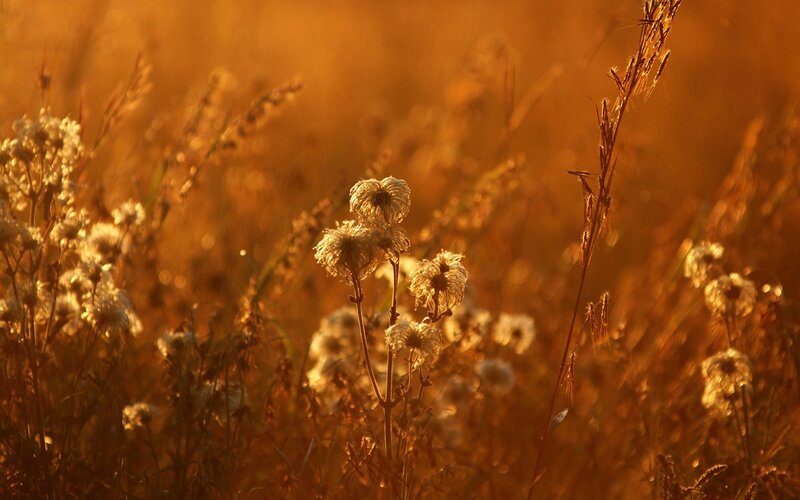 Golden sunset in a meadow