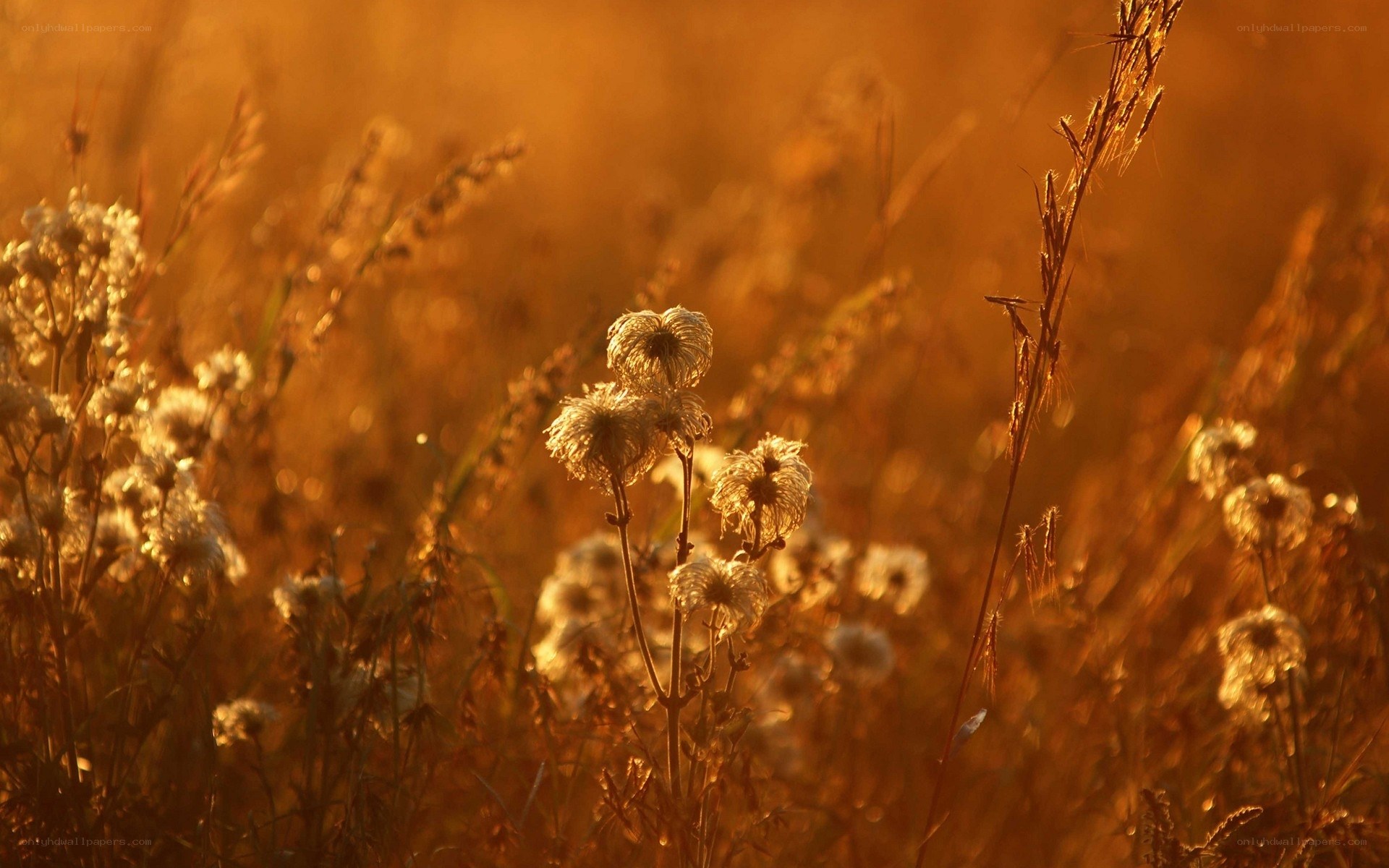 Golden sunset in a meadow