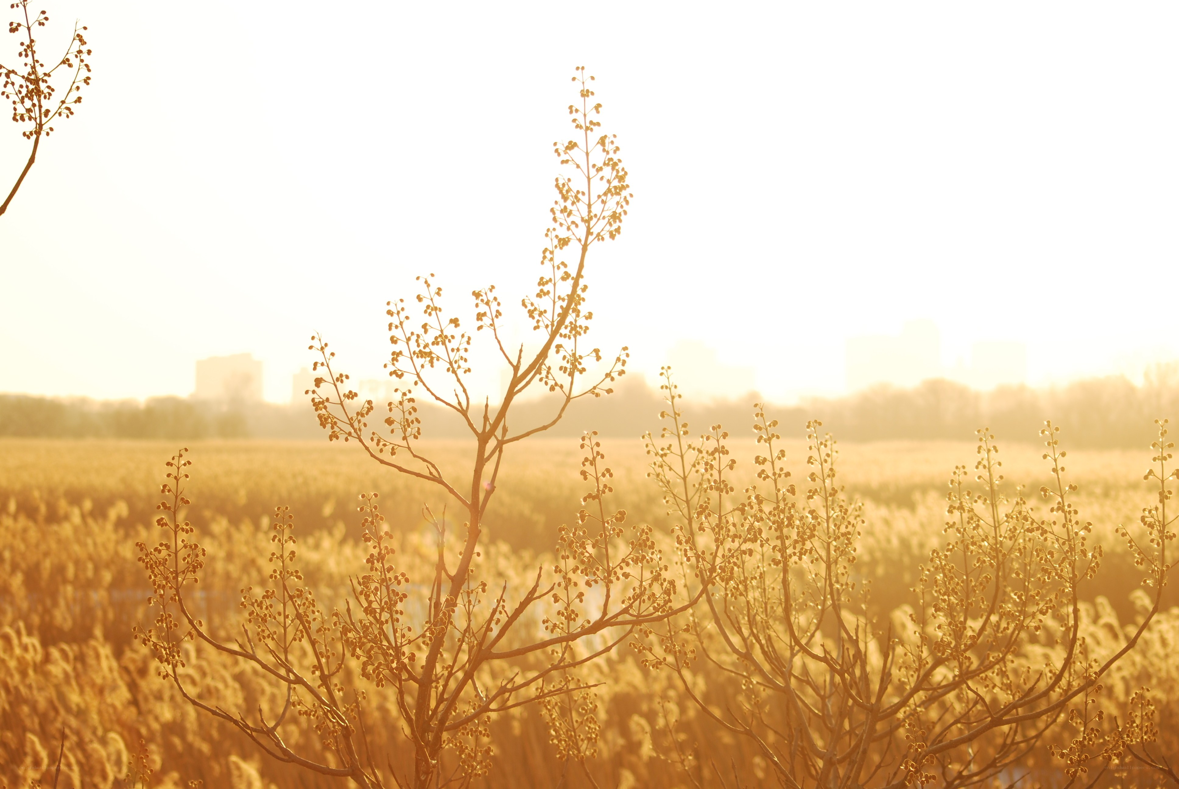 Golden sunset over a field