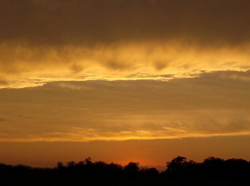 Golden sunset over trees