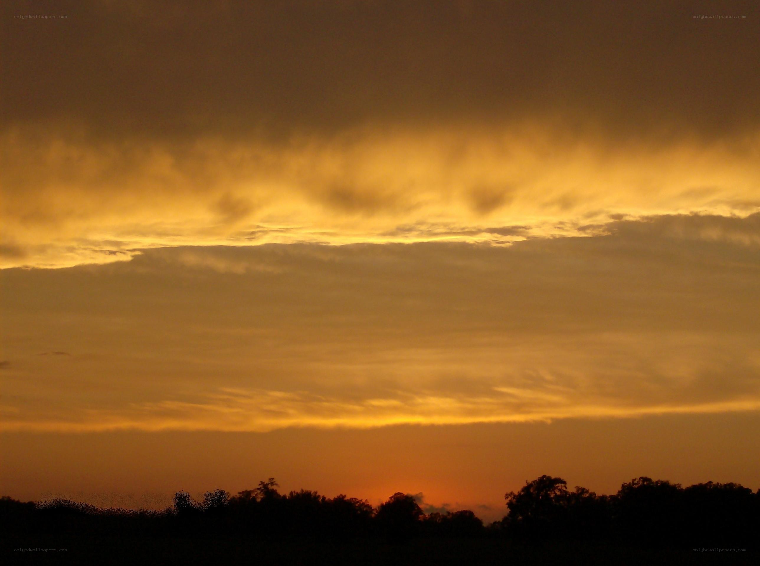 Golden sunset over trees