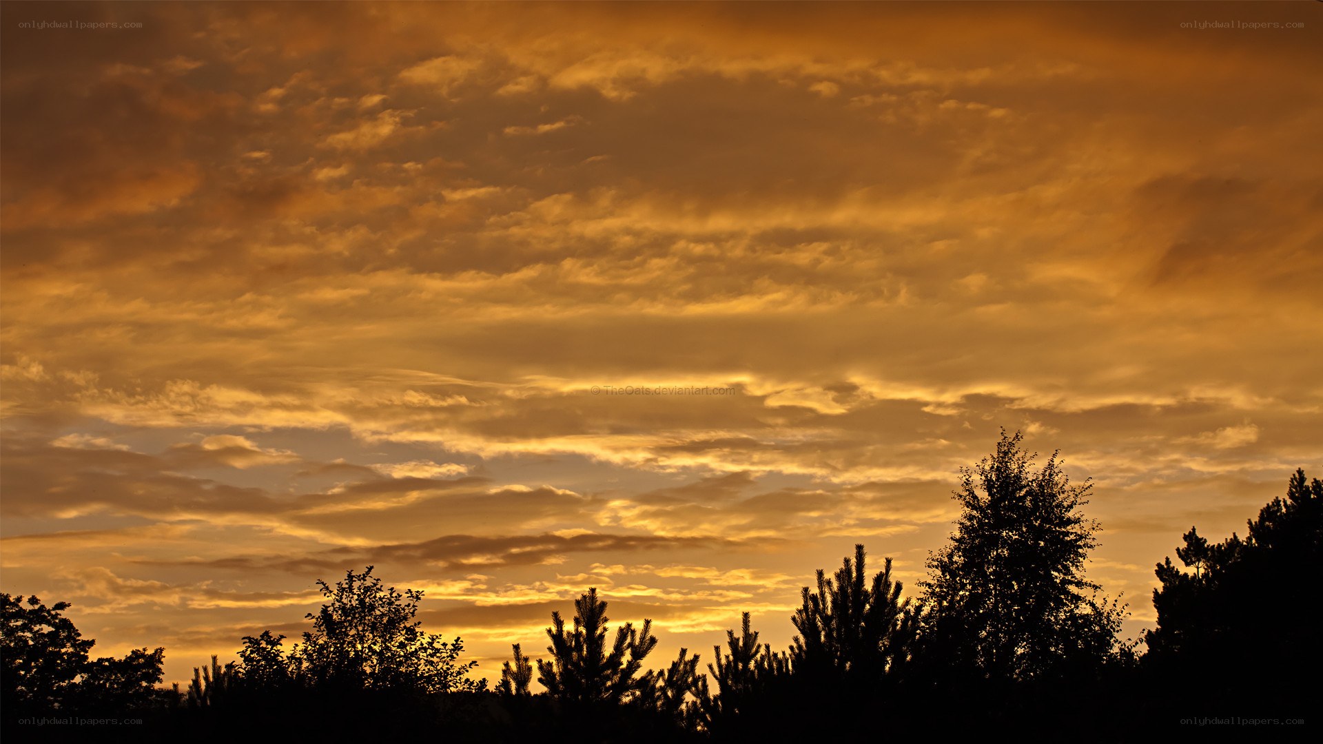 Golden sunset over trees