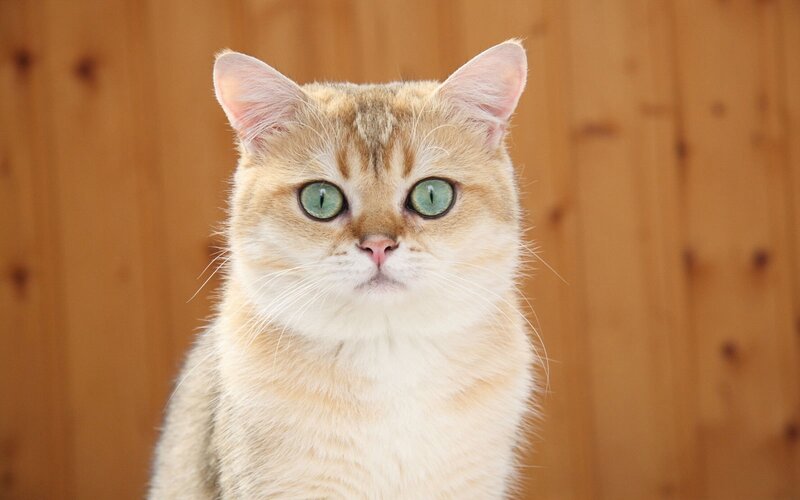 Golden Tabby Cat — Brown, Calm, Photograph
